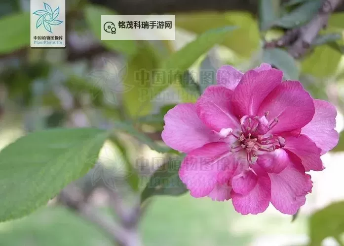 优质RB灌溉JY系统助力海棠高效生长方案图1