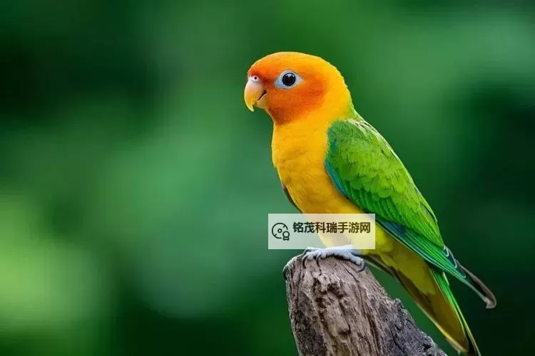 在线观看中文字幕乱码在线人视频：高清无障碍免费观看指南图1