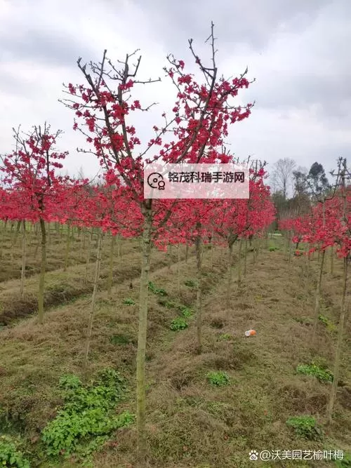 优质RB灌溉JY系统助力海棠高效生长与丰收图1