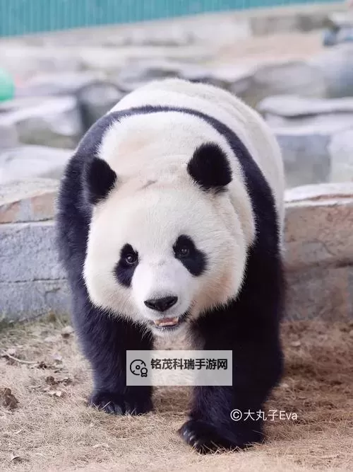 神奇水域双开挂机软件推荐  怎么双开神奇水域详细图文教程图2