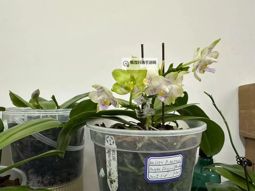 紫龙插花芯：绽放出梦幻般的花艺奇迹图1