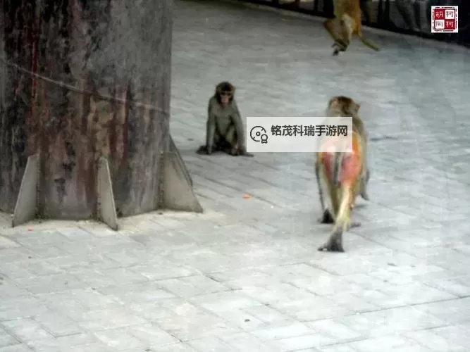 探索中国zoo：奇妙的动物世界与保护之旅图1