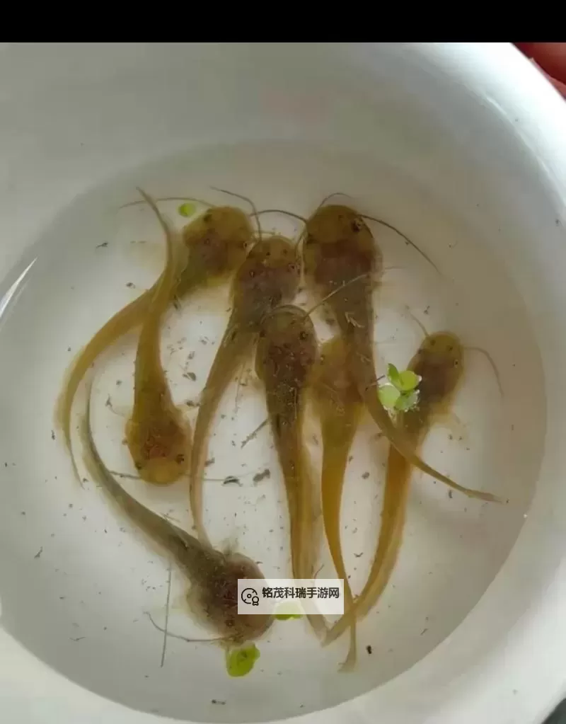 91绝色蝌蚪：奇幻世界的青春冒险图1