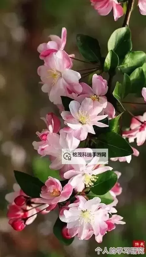 帐中香TXL金银花：清新芳香，养生首选图1