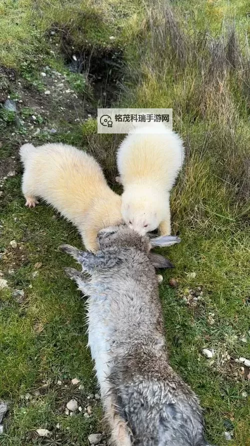 精彩瞬间！抓着班主任的两只大兔子视频火爆网络图1