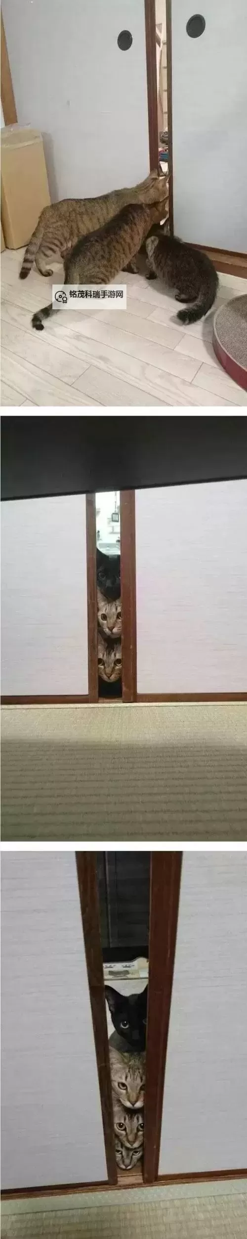 中国高清无码入口：畅享高清视觉体验的最佳平台图1