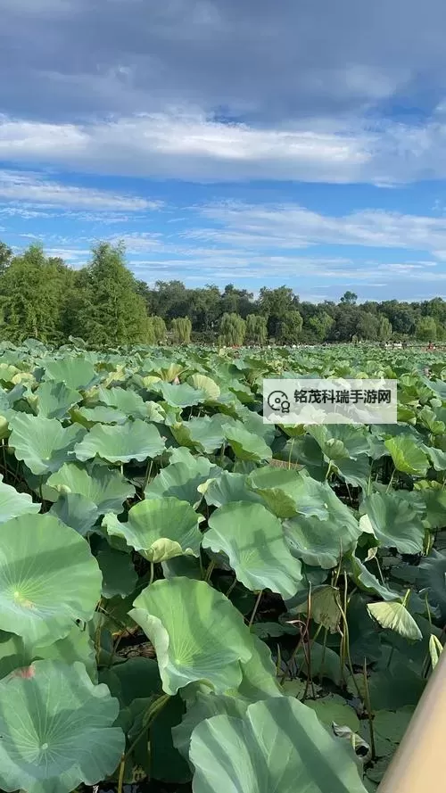 【最新资源】玉林影院百度影音免费在线观看指南图1