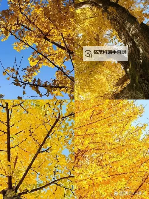 欧美三级片优酸乳：跨界风潮下的市场解读图1