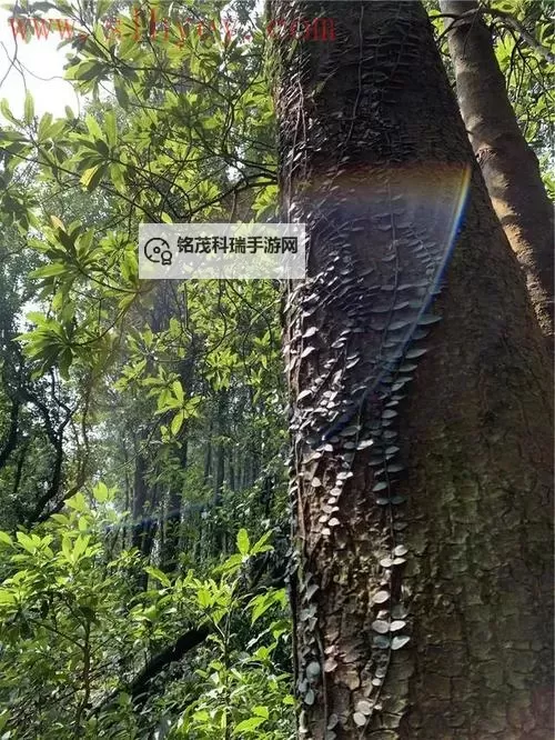 探秘奇境：最新仙踪林视频-欢迎您带你踏上童话森林之旅图1