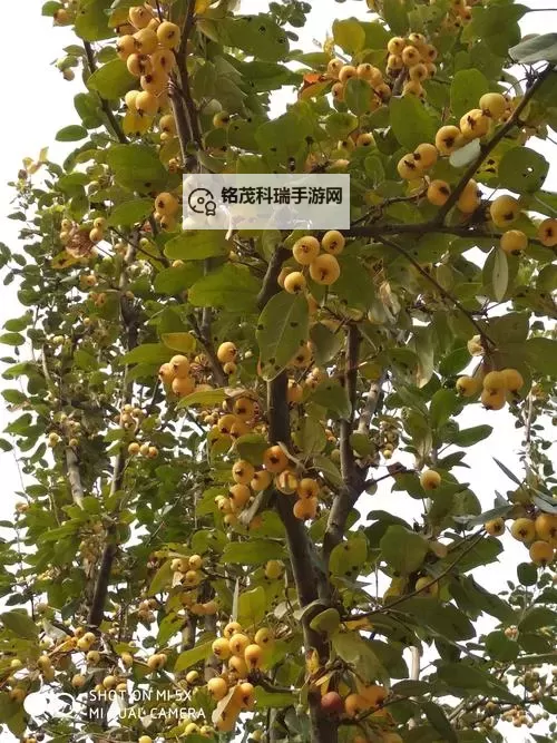 风之幻想双开挂机软件推荐  怎么双开风之幻想详细图文教程图1